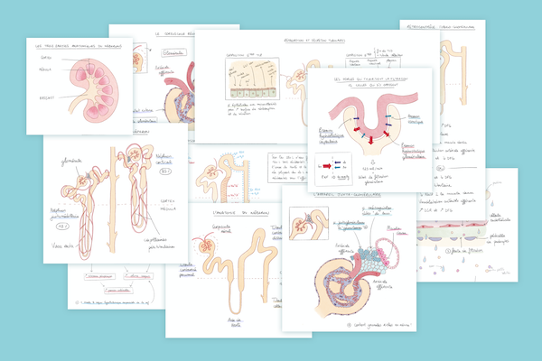 pack-revisions-système-renal