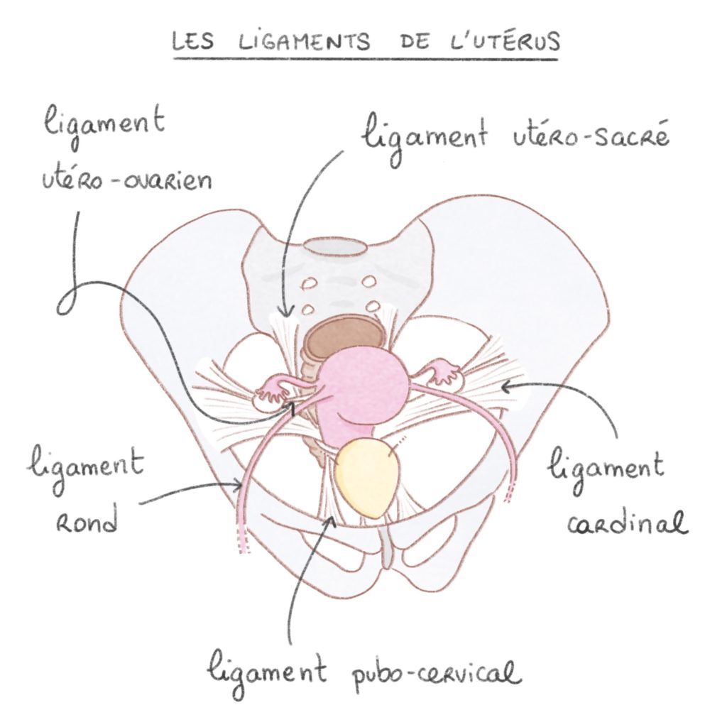 Les ligaments de l’utérus 