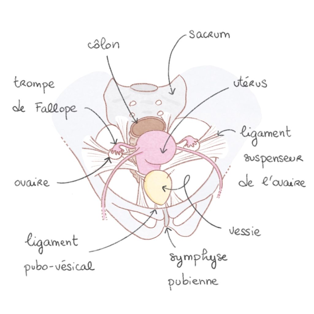 Anatomie de la sphère génitale