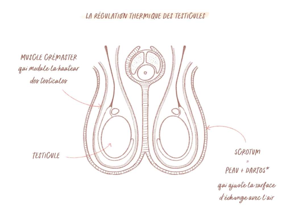 Illustration des muscles régulateurs de la température des testicules